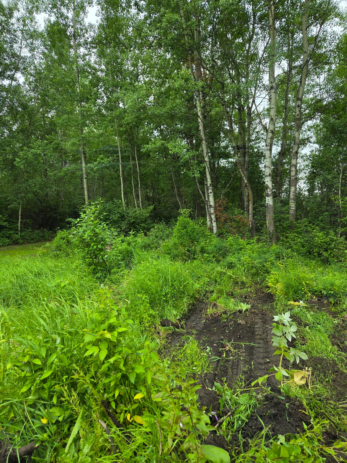 Overgrown bush and brush along a treed acreage edge, with fresh track marks cut in
