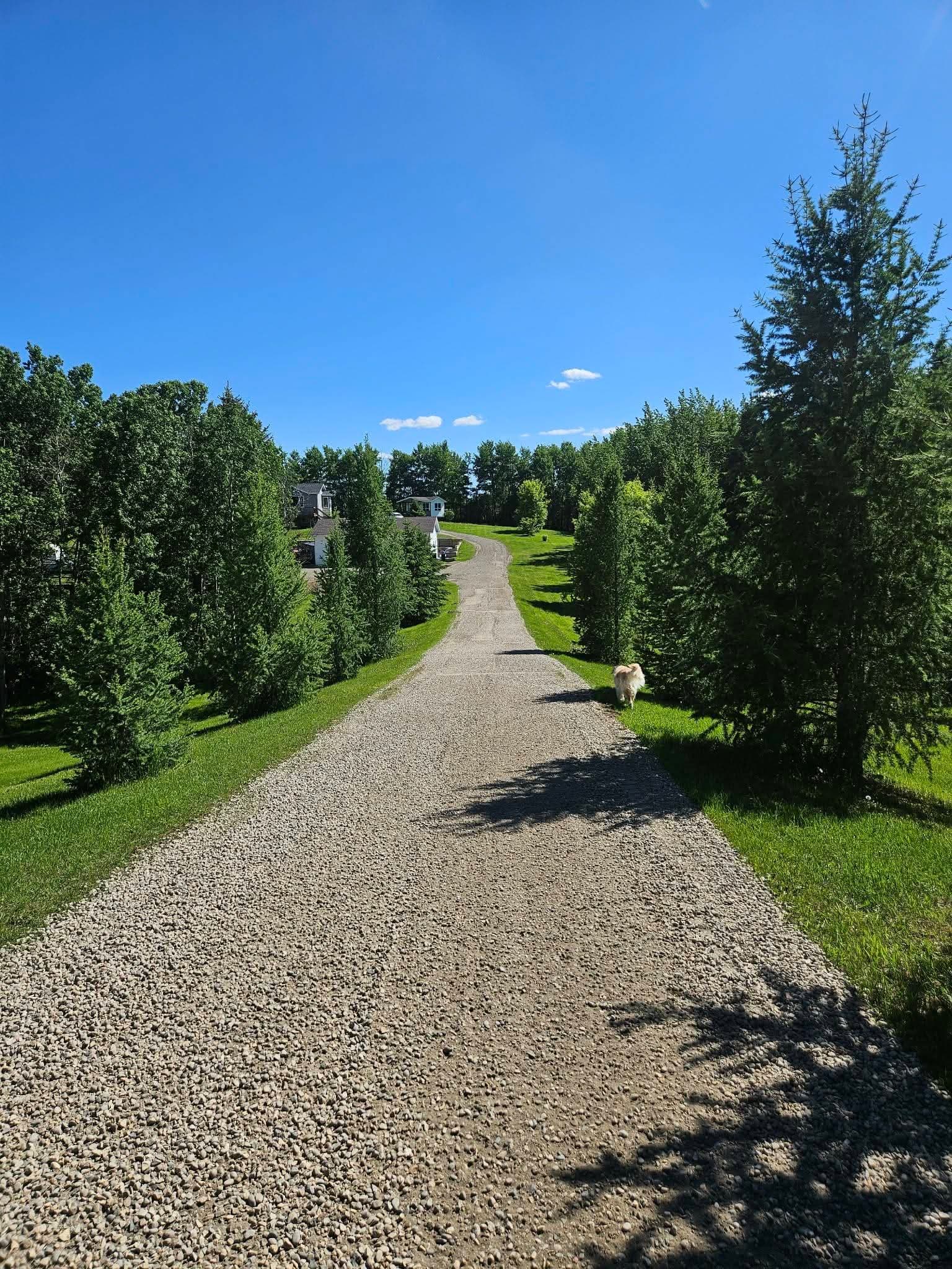 Fresh gravel driveway running between mature trees on an acreage
